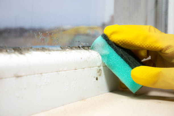 Professional Mold Removal in Edgewood, MD