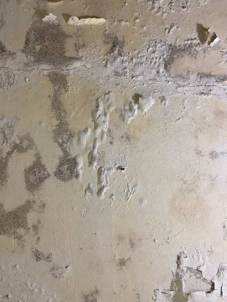 Best Mold Removal Company Near Me  in Edgewood, MD