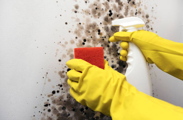 Trusted Edgewood, MD Mold Removal Experts