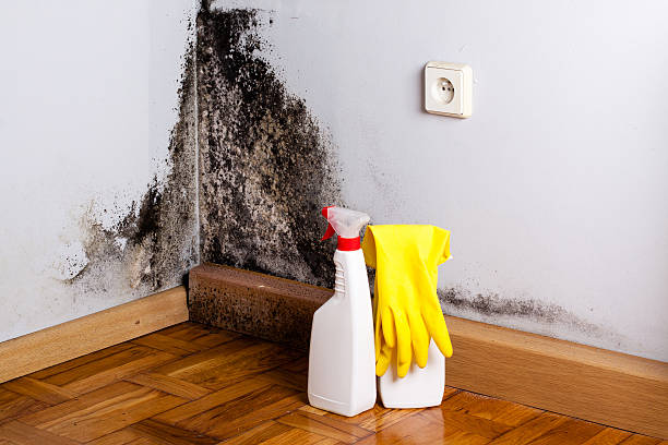 Office Mold Removal Services in Edgewood, MD
