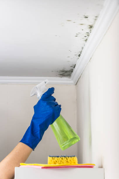 Best Emergency Mold Removal  in Edgewood, MD